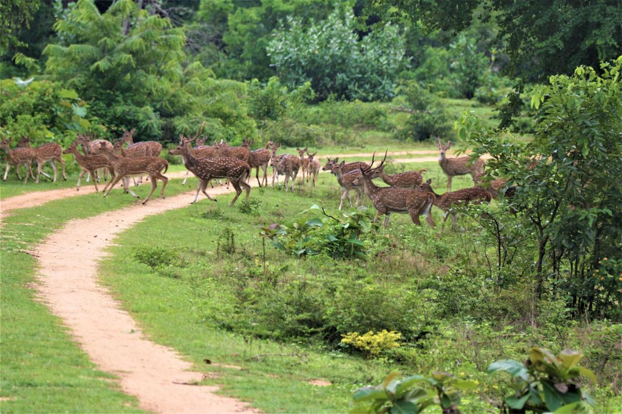 Yala Safari River View Hotel Tissamaharama Exteriér fotografie